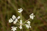 Coastal plain angelica